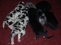 Harlequin Great Dane Puppies