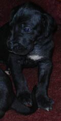 Black Great Dane Puppies