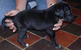 Harlequin Great Dane Puppies