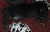 Blue Great Dane Puppies