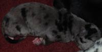 Harlequin Great Dane Puppies