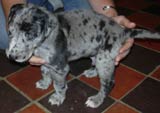 Black Great Dane Puppies