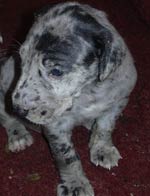 Boston Great Dane Puppies