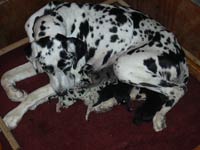 Black Great Dane Puppies