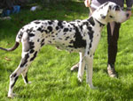 Black Great Dane Puppies
