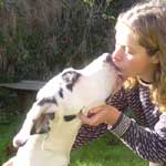 Blue Great Dane Puppies