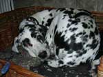 Great Dane Pups