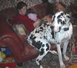 Dane Puppies