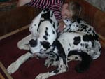 Blue Great Dane Puppies