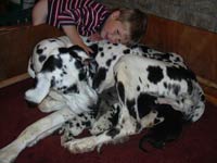 Great Dane Pups