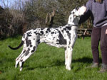 Harlequin Great Dane Puppies