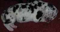 Black Great Dane Puppies