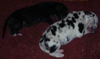 Blue Great Dane Puppies