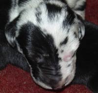 Harlequin Puppy Dog