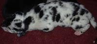 Boston Great Dane Puppies