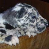 Harlequin Great Dane Puppies
