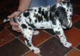 Blue Great Dane Puppies