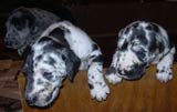 Boston Great Dane Puppies