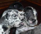 Harlequin Great Dane Puppies