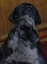 Boston Great Dane Puppies