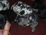 Great Dane Puppies for sale