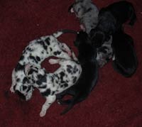 Boston Great Dane Puppies
