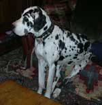 Puppies For Sale