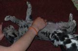 Black Great Dane Puppies